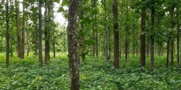 দিনাজপুর বন বিভাগের ৫ হাজার একর জমি বেদখল